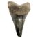 Carcharodon Tooth