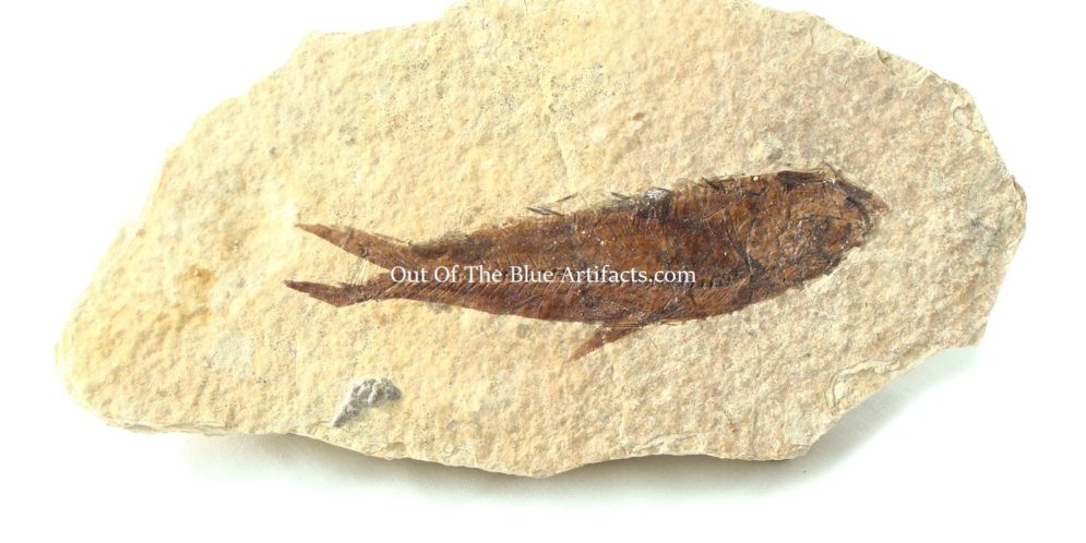 Prehistoric Fish Fossil – Knightia – Out Of The Blue Artifacts