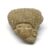 Teotihuacan Clay Head