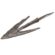 Asian Swallow-Tail Tanged Arrowhead